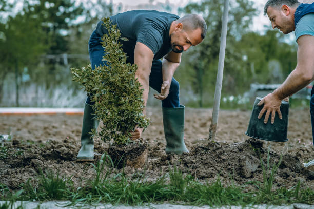 How Our Tree Care Process Works  in  Buchanan, VA